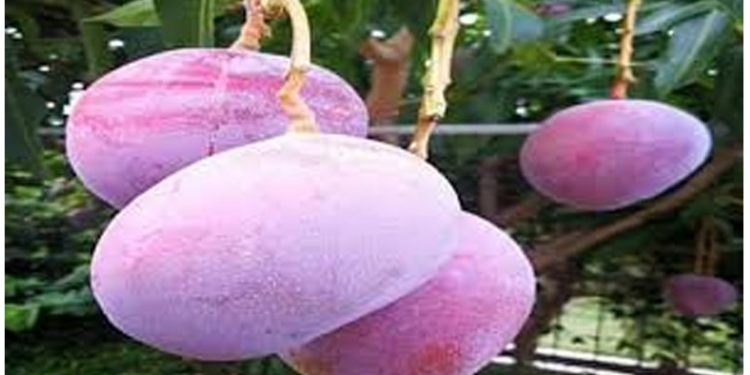 300000 लाख रुपये किलो मिलता है ये आम….जानिए कहां होता है पैदा