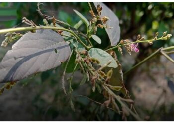 किसी संजीवनी बूटी से कम नहीं है शालपर्णी का पौधा, हार्ट, जोड़ों के दर्द और चर्म रोग में रामबाण