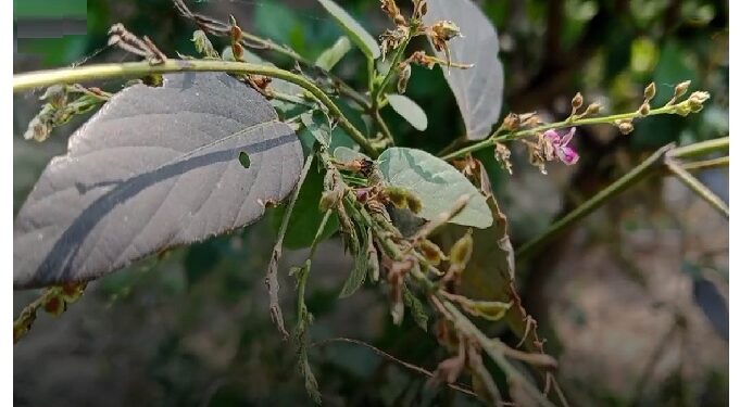किसी संजीवनी बूटी से कम नहीं है शालपर्णी का पौधा, हार्ट, जोड़ों के दर्द और चर्म रोग में रामबाण