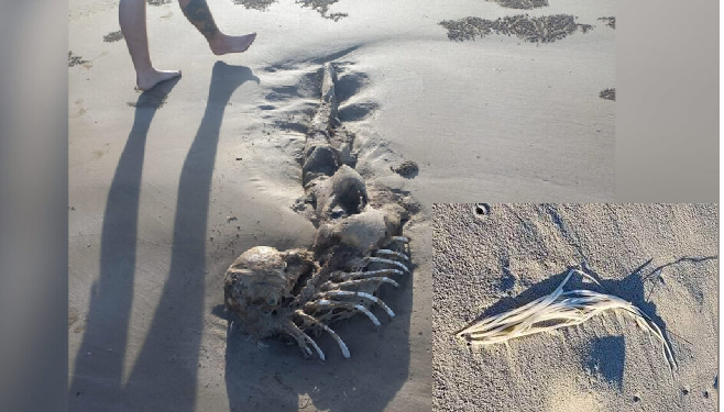 ऑस्ट्रेलिया में समुद्र किनारे मिला एलियन जैसा जीव, सच्चाई जानने बाद उड़ गए होश