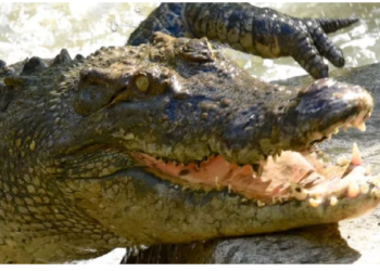 महिला ने खा लिया मगरमच्छ का मांस, हो गई ऐसी हालत