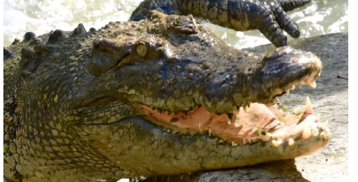 महिला ने खा लिया मगरमच्छ का मांस, हो गई ऐसी हालत