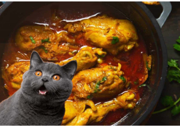 महिला को हुआ अंधविश्वास, बिल्ली खाई इसलिए भालू से बेटा पैदा हुआ