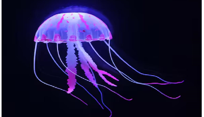 इन जीवों के शरीर में नहीं एक भी हडडी