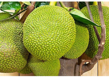 आयुर्वेदिक ग्रंथों में है इस सब्जी का जिक्र, विटामिन और फाइबर से है भरपूर