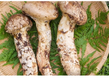 दुनिया में सबसे ज्यादा महंगा है जापान का मात्सुतेक मशरूम, कीमत सुनकर चकरा जाएगा सिर