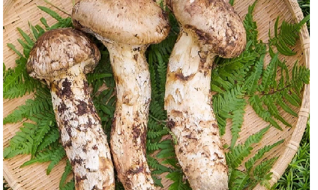 दुनिया में सबसे ज्यादा महंगा है जापान का मात्सुतेक मशरूम, कीमत सुनकर चकरा जाएगा सिर