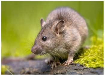 चूहों ने गांजा खाया और हो गए मस्त, पुलिस स्टेशन में चबा गए सबूत