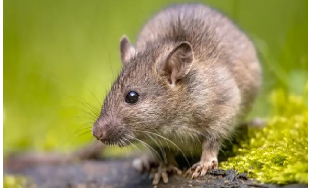 चूहों ने गांजा खाया और हो गए मस्त, पुलिस स्टेशन में चबा गए सबूत