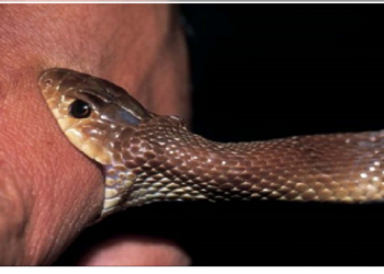 क्यों गर्मी के दिनों में बढ़ जाती हैं सांप के काटने की घटनाएं