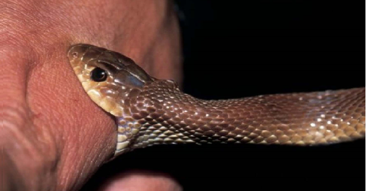 क्यों गर्मी के दिनों में बढ़ जाती हैं सांप के काटने की घटनाएं