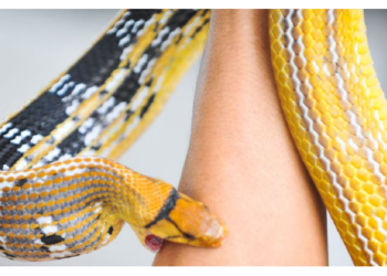 ये सिर्फ और सिर्फ भ्रम………कि इंसान का पीछा करता हैं सांप