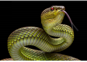 फुफकारने के लिए सांप बनाते है एक खास तरह की प्रणाली