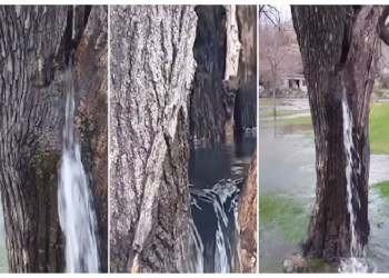 किसी झरने की तरह पेड़ से 30 साल से गिर रहा पानी