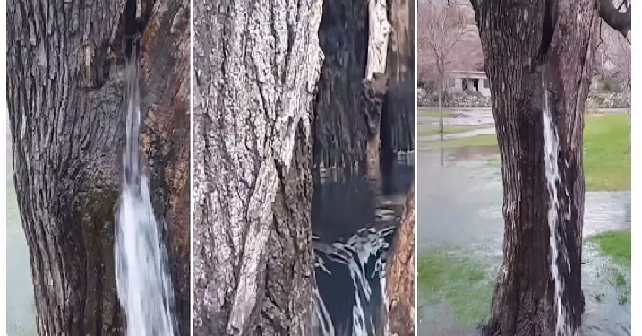 किसी झरने की तरह पेड़ से 30 साल से गिर रहा पानी