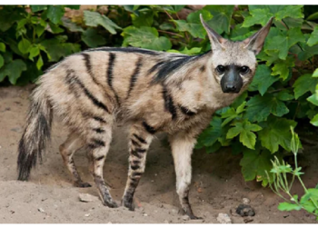 रोज 3 लाख दीमक और चीटियां खा जाता है आर्डवुल्फ