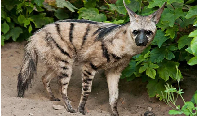 रोज 3 लाख दीमक और चीटियां खा जाता है आर्डवुल्फ