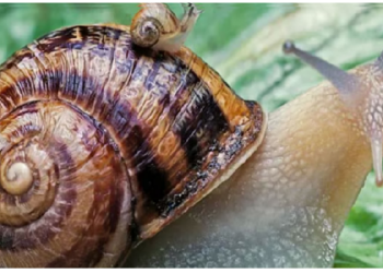 दस-बीस नहीं बल्कि 25000 तक होते हैं घोघे के दांत