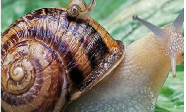 दस-बीस नहीं बल्कि 25000 तक होते हैं घोघे के दांत