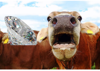 पहले आईपोड बनाकर धूम मचाई अब गाय की डकार से हीरे बनाकर दुनिया को चौंकाया