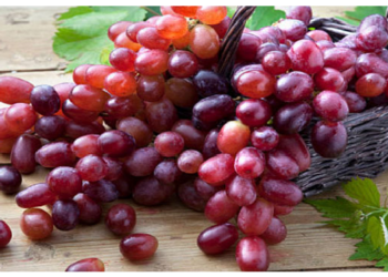 छोटे-छोटे लाल रंग के अंगूर होते हैं ज्यादा फायदेमंद, अंगूर में छुपे होते हैं असरदार गुण