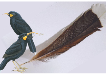 23 लाख 66 हजार रुपये में नीलाम हुआ हुइया पक्षी का एक पंख