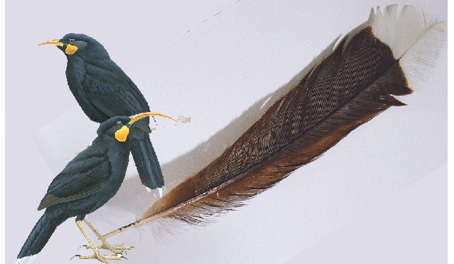 23 लाख 66 हजार रुपये में नीलाम हुआ हुइया पक्षी का एक पंख