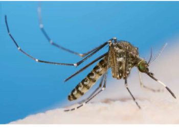 मच्छर मनुष्यों के लिए सबसे घातक जीव, हर साल 725,000 इंसानों की ले लेते हैं जान