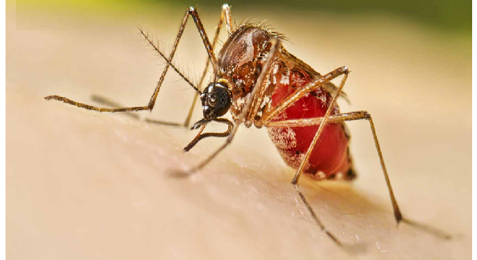 अरे ये क्या……लड़कियों को नहीं लड़कों को ज्यादा काटता है डेंगू का मच्छर