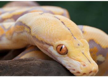 चिकन की जगह खाएं अजगर, दलील जान दंग रह जाएंगे आप