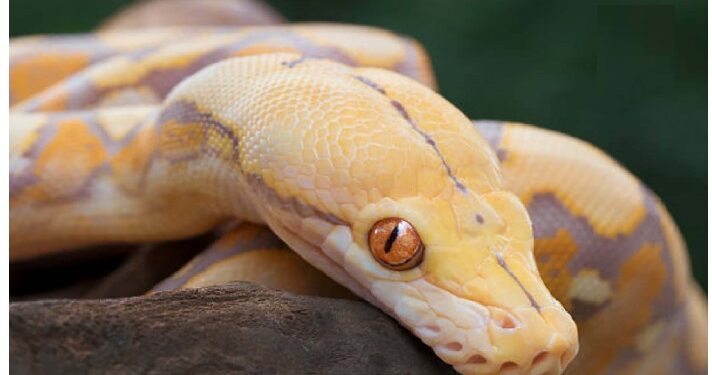 चिकन की जगह खाएं अजगर, दलील जान दंग रह जाएंगे आप