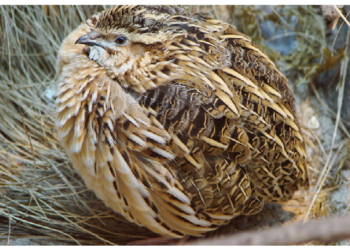 काफी जहरीली मानी जाती है बटेर की ये प्रजाति