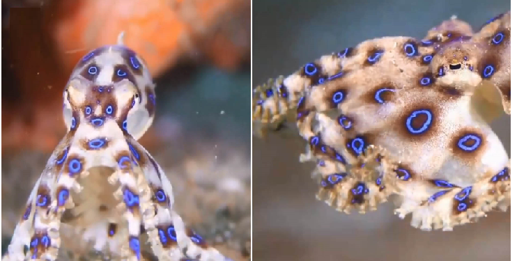 26 स्वस्थ लोगों को मार सकता है ये छोटा सा जीव