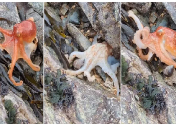 पहली बार ऑक्टोपस को देखा गया रंग बदलते हुए