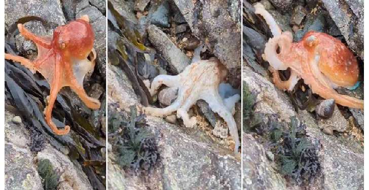 पहली बार ऑक्टोपस को देखा गया रंग बदलते हुए