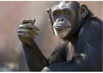 घायल या बीमार होने पर क्या खाते हैं चिम्पांजी …चौंकाने वाली बात आई सामने