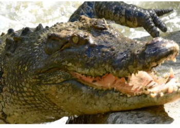 मगरमच्छ से तंग आकर मार डाला, फिर पकाया और उडाई दावत