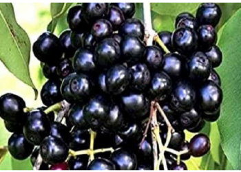 जामुन खाने से घटता है ब्लड शुगर, जामुन के बीज डायबिटीज के लिए रामबाण