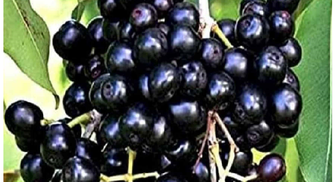 जामुन खाने से घटता है ब्लड शुगर, जामुन के बीज डायबिटीज के लिए रामबाण