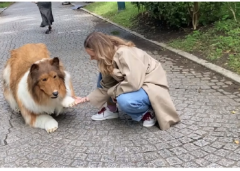 कुत्ते के बाद अब लोमड़ी, भालू बनना चाहता है जापानी शख्स