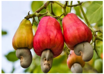 फल खाने से झुलसा ब्रिटेन के शख्स का चेहरा