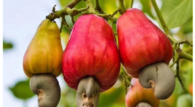 फल खाने से झुलसा ब्रिटेन के शख्स का चेहरा