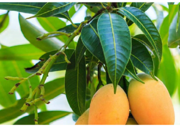 आम के पत्ते में है औषधीय गुण, ऐसे करें आम के पत्तों का इस्तेमाल