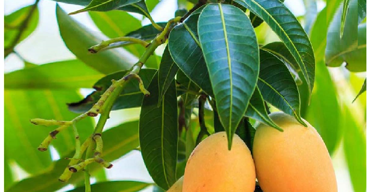 आम के पत्ते में है औषधीय गुण, ऐसे करें आम के पत्तों का इस्तेमाल