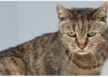 ब्रिटेन के शख्स का दावा- उसके पास है सबसे बुढी बिल्ली, बताया लंबे जीवन का अजीब सा राज