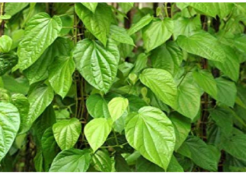 पान के पत्तों के ये फायदे नहीं जानते होंगे आप