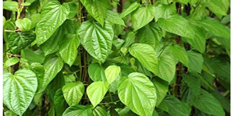 पान के पत्तों के ये फायदे नहीं जानते होंगे आप