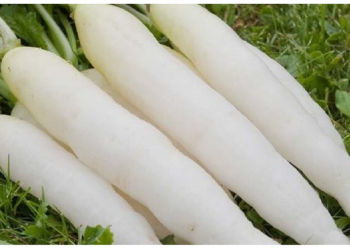 मूली के अधिक सेवन से ब्लड प्रेशर भी हो सकता है लो