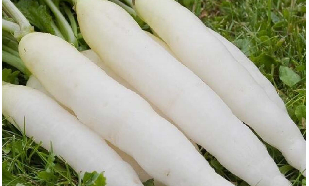 मूली के अधिक सेवन से ब्लड प्रेशर भी हो सकता है लो