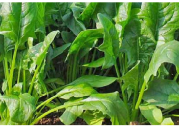 पालक का ज्यादा सेवन हो सकता है नुकसानदायक, डायबिटीज रोगी हो जाएं सावधान